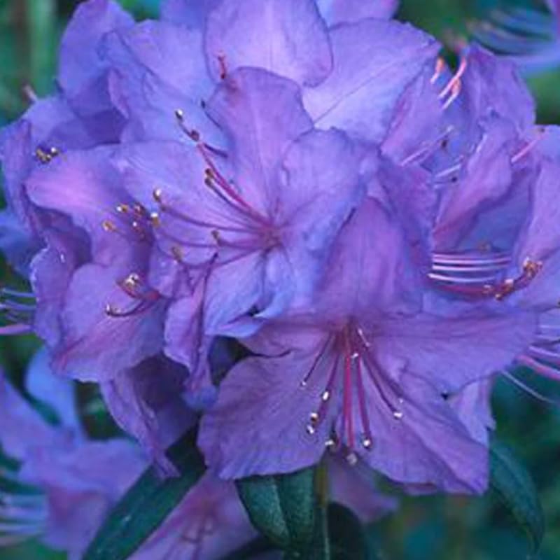 Blue Rhododendron Plant Live, Azalea Plants, Rhododendron Azalea Bushes Ready to Plant, Full Sun Outdoor Plants