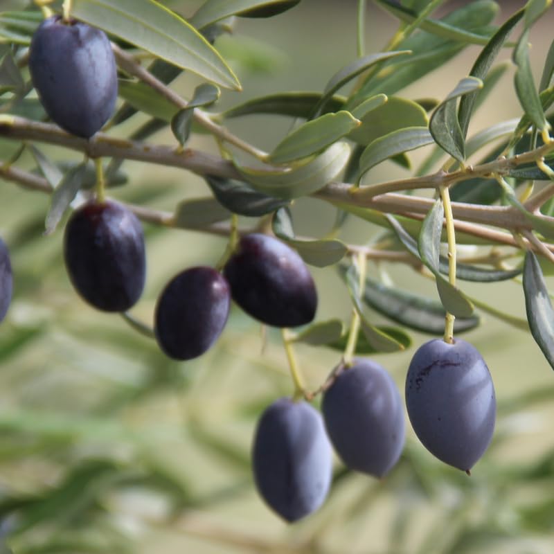 Olive Tree in 3 Gallon Pot, 2-3 Feet Tall Live Plant Olive Fruit Tree, Hardy Perennial, No Ship to CA