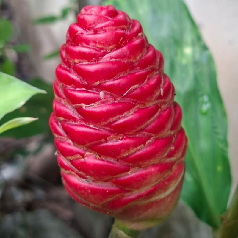 10 Shampoo Ginger Roots, Zingiber Zerumbet, Pinecone Ginger Rhizomes for Gardening Outdoor, Indoor, Zone 8 to 11