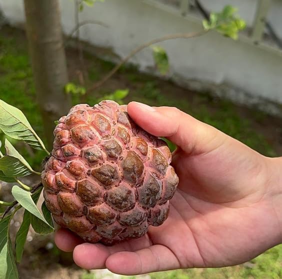 Sugar Apple Tree in 3 Gallon Pot, Rare Sweet Tropical Fruit Tree, 2-3 Feet Tall Well Rooted, Garden or Container Planting, No CA