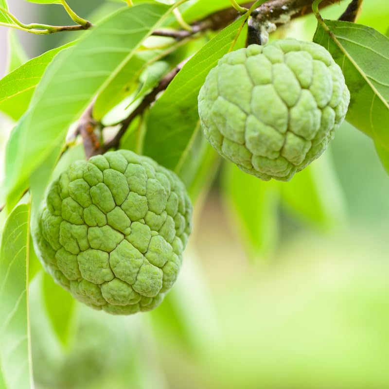 Live Sugar Apple Tree Plant, Annona Squamosa Sugar Apple Tree in 1 Gallon Pot for Planting Outdoors, No Ship to CA