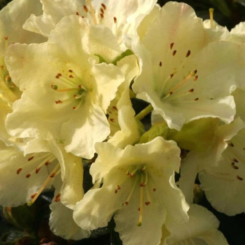 Yellow Rhododendron Plant Live, Azalea Plants, Rhododendron Azalea Bushes Ready to Plant, Live Shrubs for Outdoor Planting