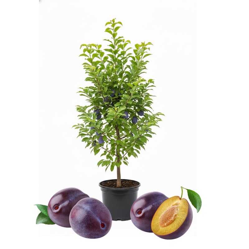 Purple Plum Tree Live Plant 3-4 Ft Tall, Ready to Bear Fruits, Sweet Plum Fruit Tree for Outdoor Growing