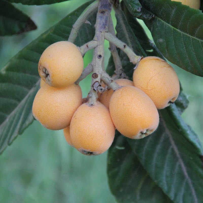 Live Loquat Tree from 1 to 2 Feet Height, Loquat Plant Live in 3 Gallon Pot, Yellow Fruit Seedling, Ready for Planting, No Ship to CA