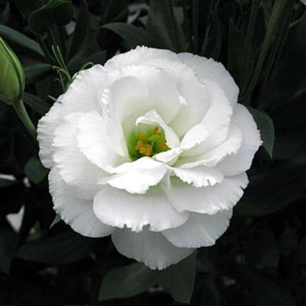Sets 2 White Lisianthus Eustoma Live Plants, Plug Size, Well-Rooted, Texas Bluebell, Thornless Love Rose Plant, Spring to Fall Bloom, 2-4" in Tall Starter