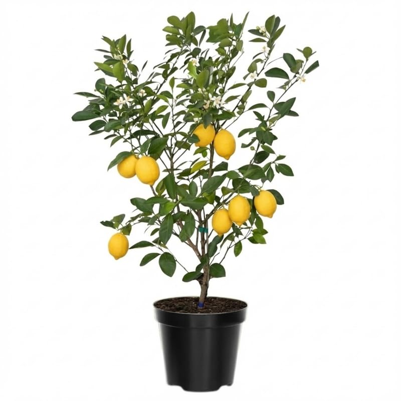 3 Years Old Meyer Lemon Tree Live Plant, Cold Hardy Citrus in 3 Gallon Pot, Fragrant Lemon Citrus Trees, Fruit-Bearing Within 1 Year