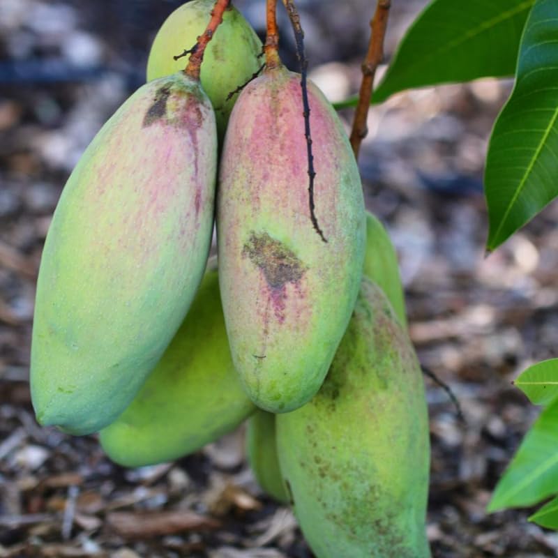 Valencia Mango Tree Live Plant 2.5-3 Ft Tall, Tropical Fruit Tree for Garden Planting, Outdoor Mango Plant in 3 Gallon Pot, No Ship to CA