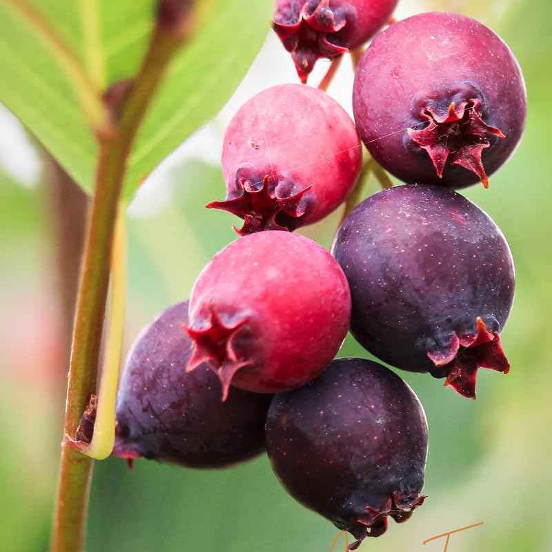 Serviceberry Tree Live Plant in Quart Pot, Purple Serviceberry Well Rooted, Hardy Fruit Tree 6-12 Inch