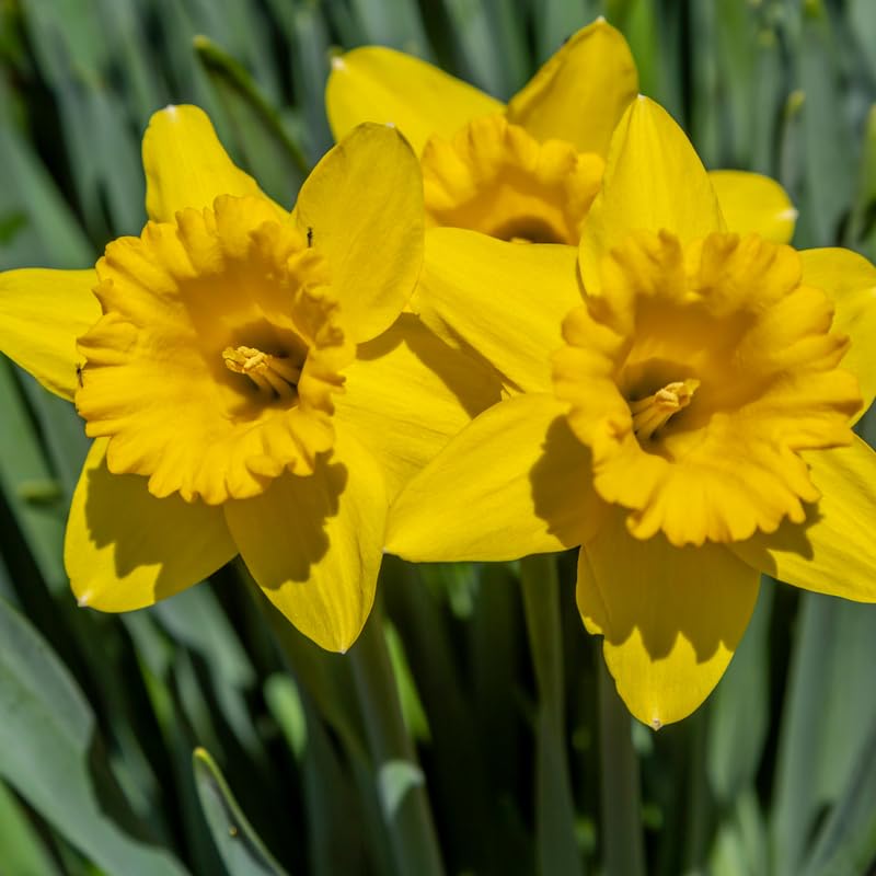 25 Yellow Daffodil Bulbs, Lent Lily Plant Bulb, Large Daffodils Bulbs for Planting