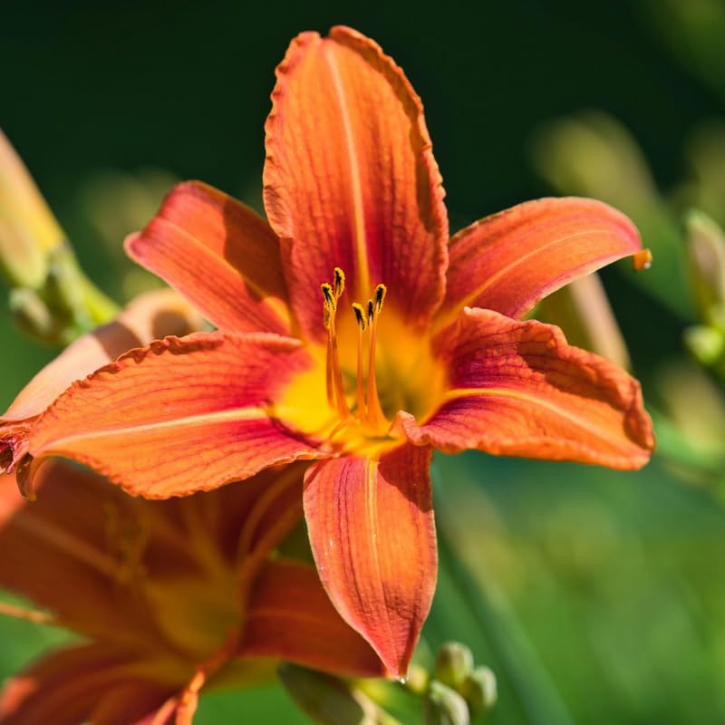 3 Orange Daylily Bulbs, Orange Daylilies Bulbs Flower, Daylily Flower for Growing