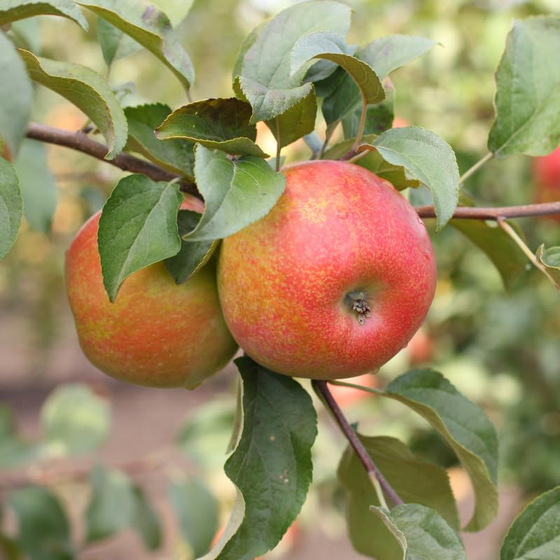 Honey Crisp Apple Tree Plants, Bare Root 1-2 Ft Tall, Apple Tree Plant Live for Planting Outdoors, Well Rooted Fruits Tree Plant, Dormant