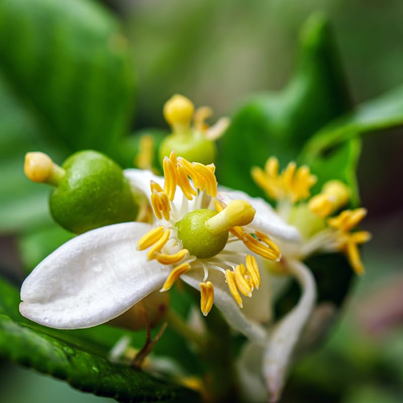 Mature Thai Lime Tree Live Plant in 5 Gallon Pot, 4-5 Feet in Tall, Already Bearing Fruit, Cold Hardy and High-yielding, Fragrant Citrus Trees