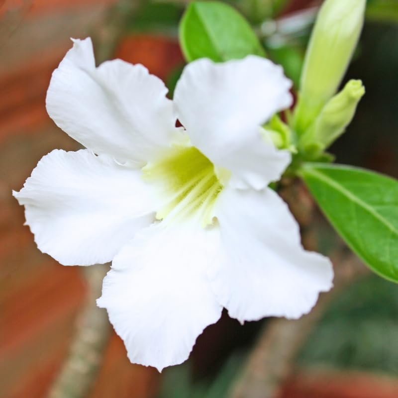 White Desert Rose Plant Live, Adenium Obesum Desert Rose Succulent Live Plant, 4-8 Inches Tall, Flowering Cactus