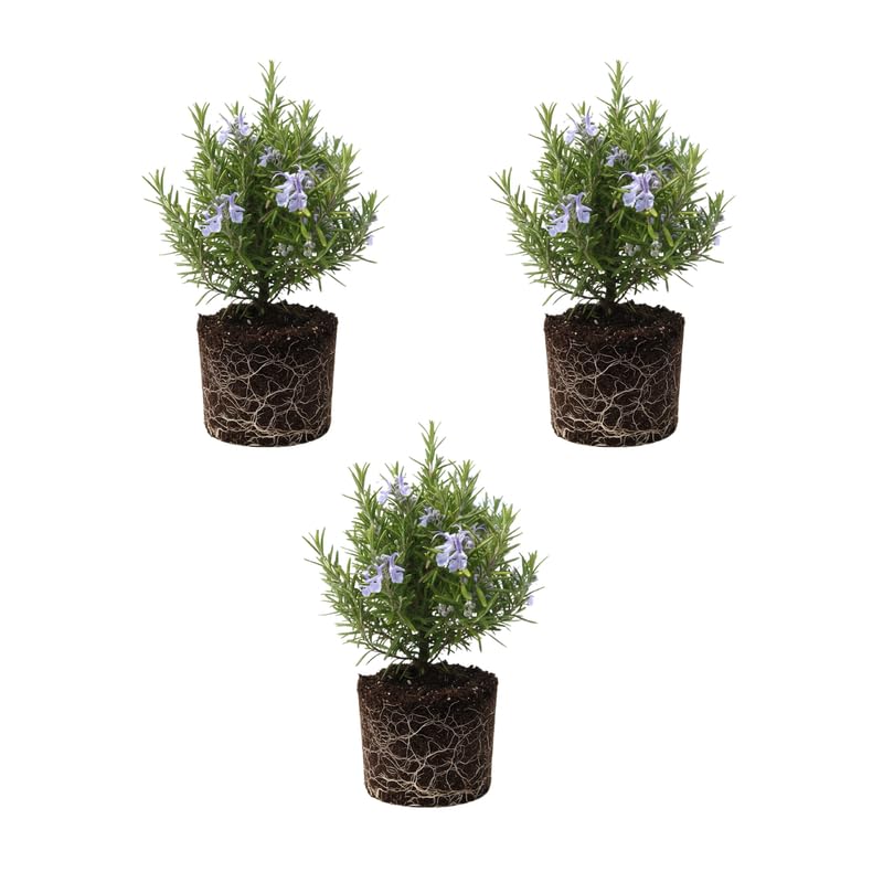 Set of 3 Blue Rosemary Plants Live, Well Rooted Rosemary Herb 4–7 Inches, Culinary and Ornamental Herb for Growing