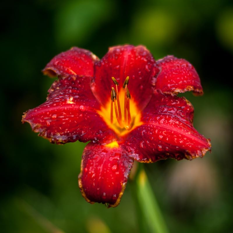 3 Red Daylily Bulbs, Daylilies Perennial Bulbs, Daylilies Flower for Growing