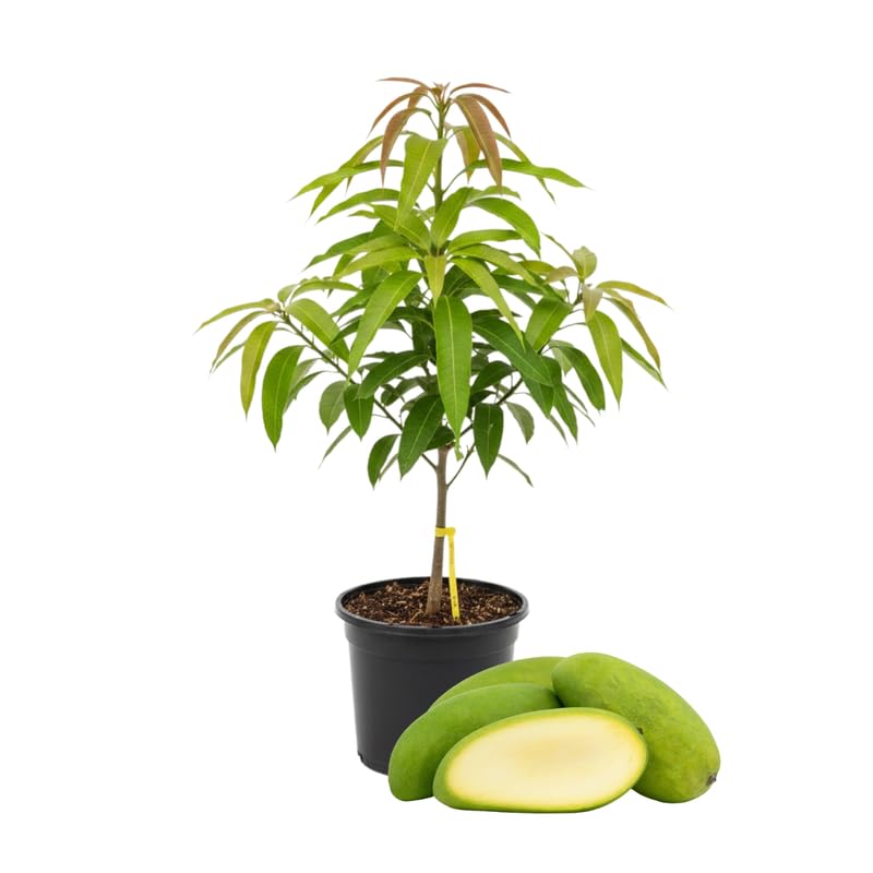 2 Years Old Mango Tree for Planting, Large Fruit Mango Plant Grafted in 3 Gallon Pot, Sweet, Fast-Growing Tropical Tree Seedlings for Outdoor Garden