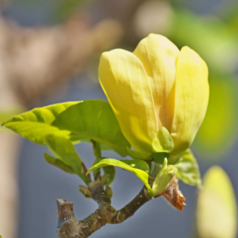 Yellow Magnolia Tree, 6-12 Inch Magnolia Trees Live Plants for Planting Outdoor, 2.5 Inch Pot Fragrant Yellow Flowers Plant, Dormant in Winter