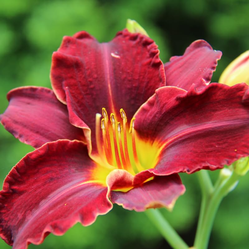 3 Red Daylily Bulbs, Daylilies Perennial Bulbs, Daylilies Flower for Growing