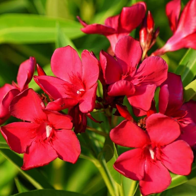 Set 3 of Oleander Plants Live, Hardy Flower Plant from 4 to 6 Inches, Pink Flower