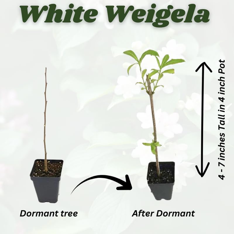 White Weigela Live Plant, Spring Blooming Shrub in 4” Pot, Hardy Perennial Flowering Bush for Garden Borders, Cold Hardy, Dormant in Winter