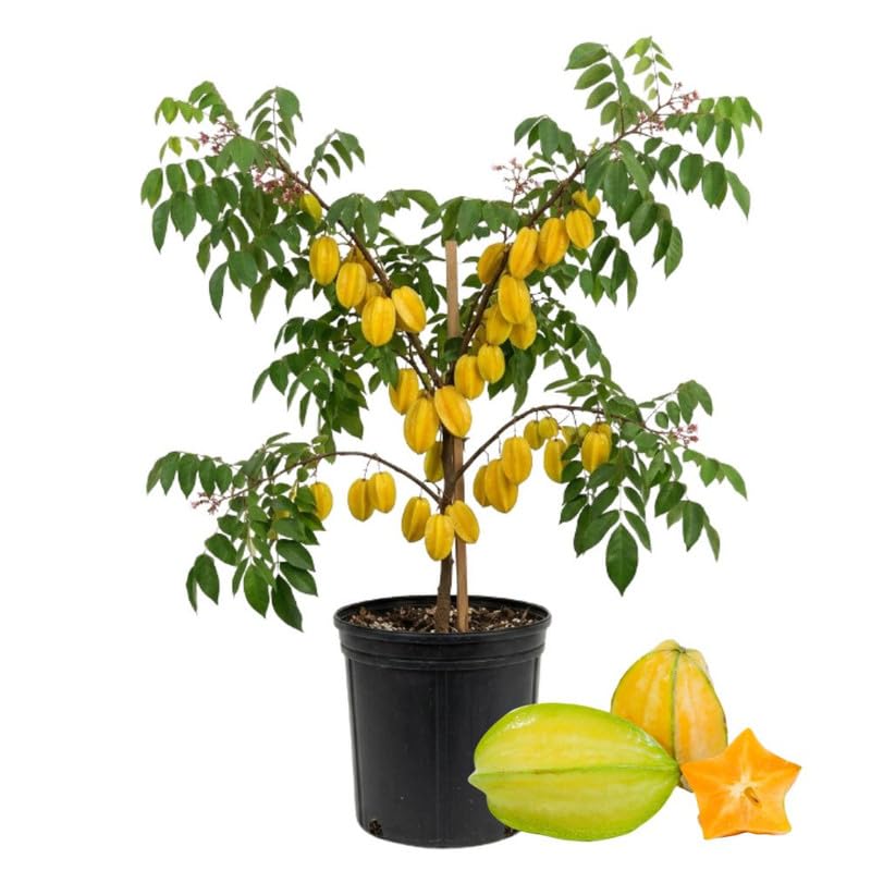 Live Starfruit Tree 1 Gallon Pot, Sweet Starfruit Plant 1-2 Feet Tall, Tropical Fruit Tree for Growing Outdoor, No Ship to Ca