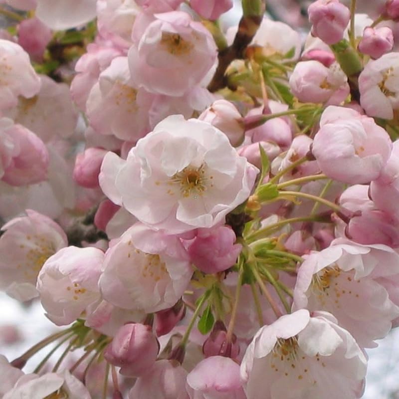 Cherry Blossom Tree, Light Pink Cherry Tree Live Plant, 6-12 Inch Tall in 2.5 Inch Pot, Dormant in Winter