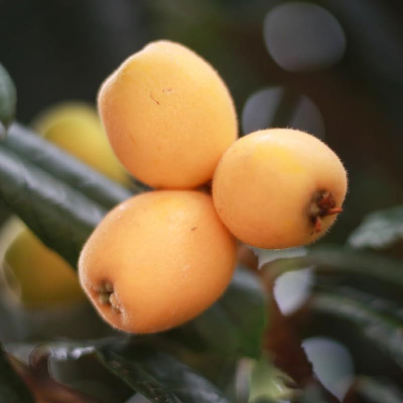 Loquat Tree, 2-3 Ft Tall in 1 Gallon Pot, Yellow Loquat Fruit Tree Plant Potted for Outdoor Garden, Patio and Edible Landscape, No Ship to CA