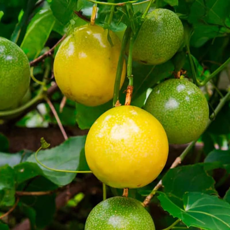 Yellow Passionfruit Tree Live Plant, Passion Fruit Vine for Planting, 4-8 Inches Tall