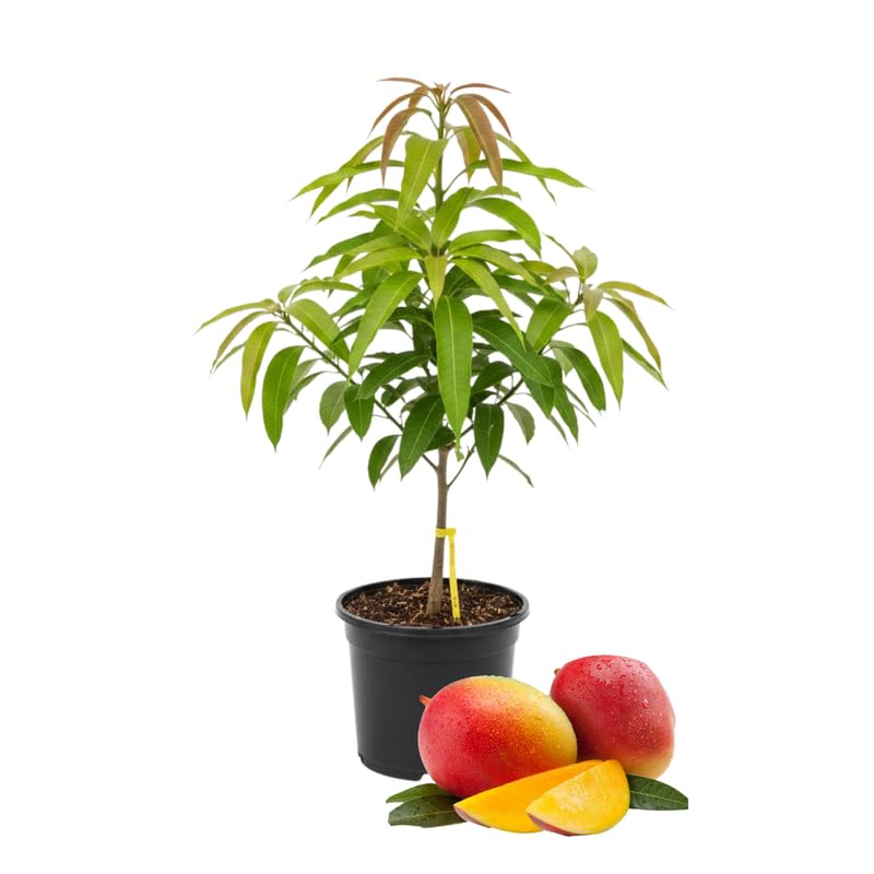 2 Years Old Mango Tree for Planting, Kent Mango Plant Grafted in 3 Gallon Pot, Sweet, Fast-Growing Tropical Tree Seedlings for Outdoor Garden
