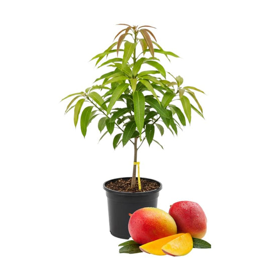 2 Years Old Mango Tree for Planting, Kent Mango Plant Grafted in 3 Gallon Pot, Sweet, Fast-Growing Tropical Tree Seedlings for Outdoor Garden