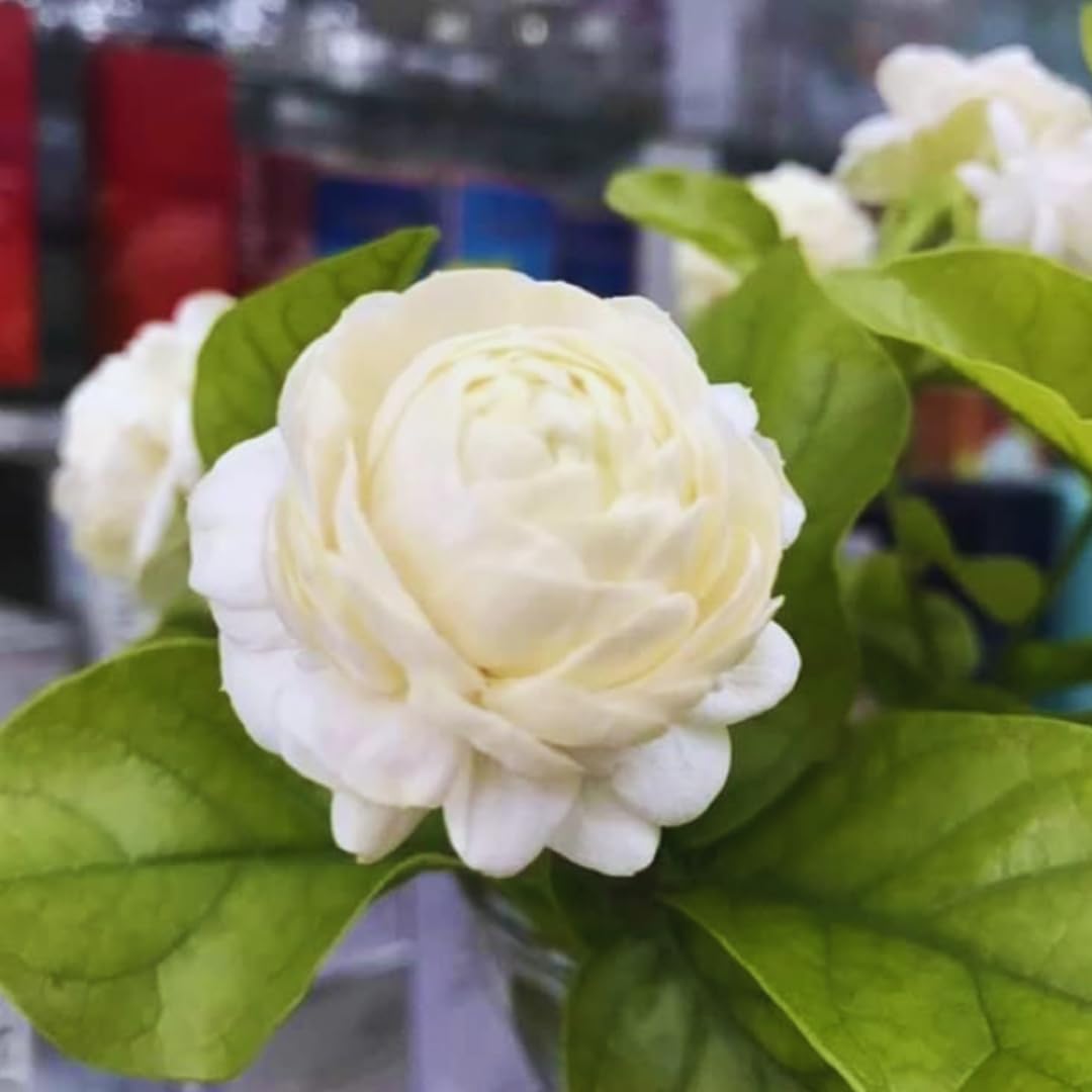 Jasmine Plants Live, Set 3 of Grand Duke of Tuscany Jasmine Live Plants, 5 Inches to 7 Inches Long, Plant for Indoors Or Outdoor Gardening