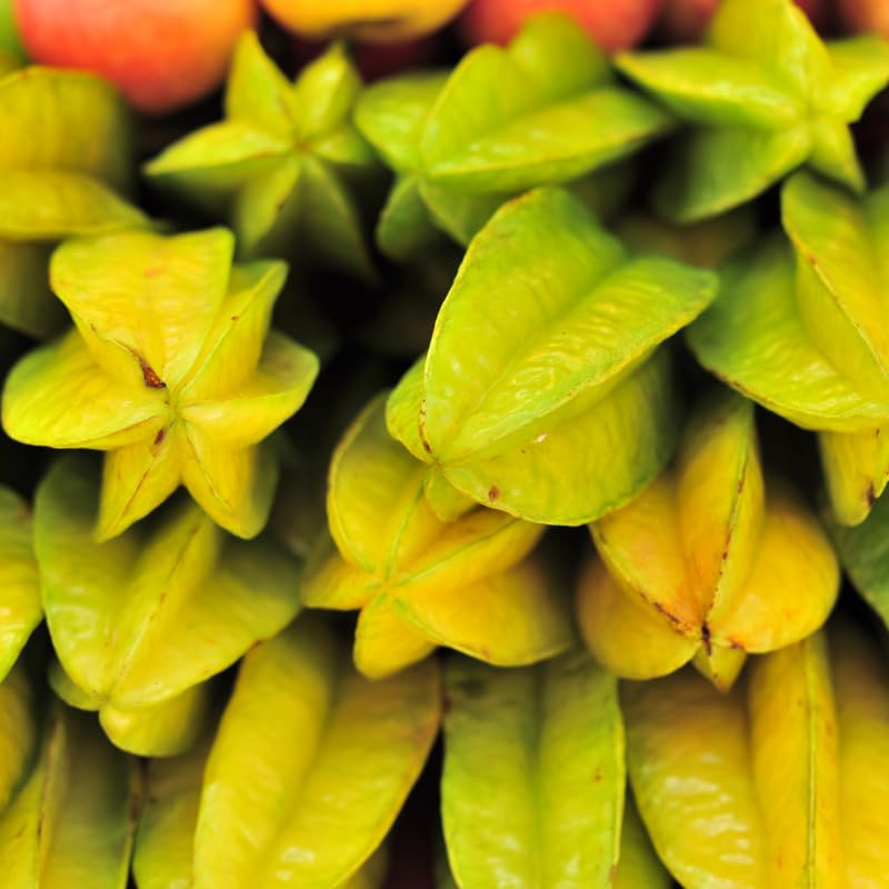 Live Grafted Starfruit Fruit in 1 Gallon, Starfruit Tree Plant in 1 Gallon Pot for Planting Outdoors, No Ship to CA