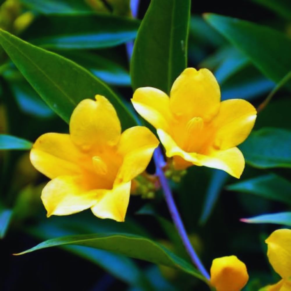 3 Yellow Jasmine Plants Live, 5 to 8 Inches Tall, Jasmine Vine Plant for Gardening and Outdoor Patio