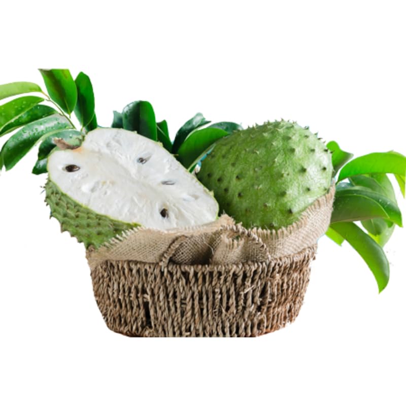 Guanabana Soursop Tree Live, Sweet Giant Soursop Fruit Tree, 3 Feet Tall, in 3 Gallon Nursery Pot for Planting Outdoor