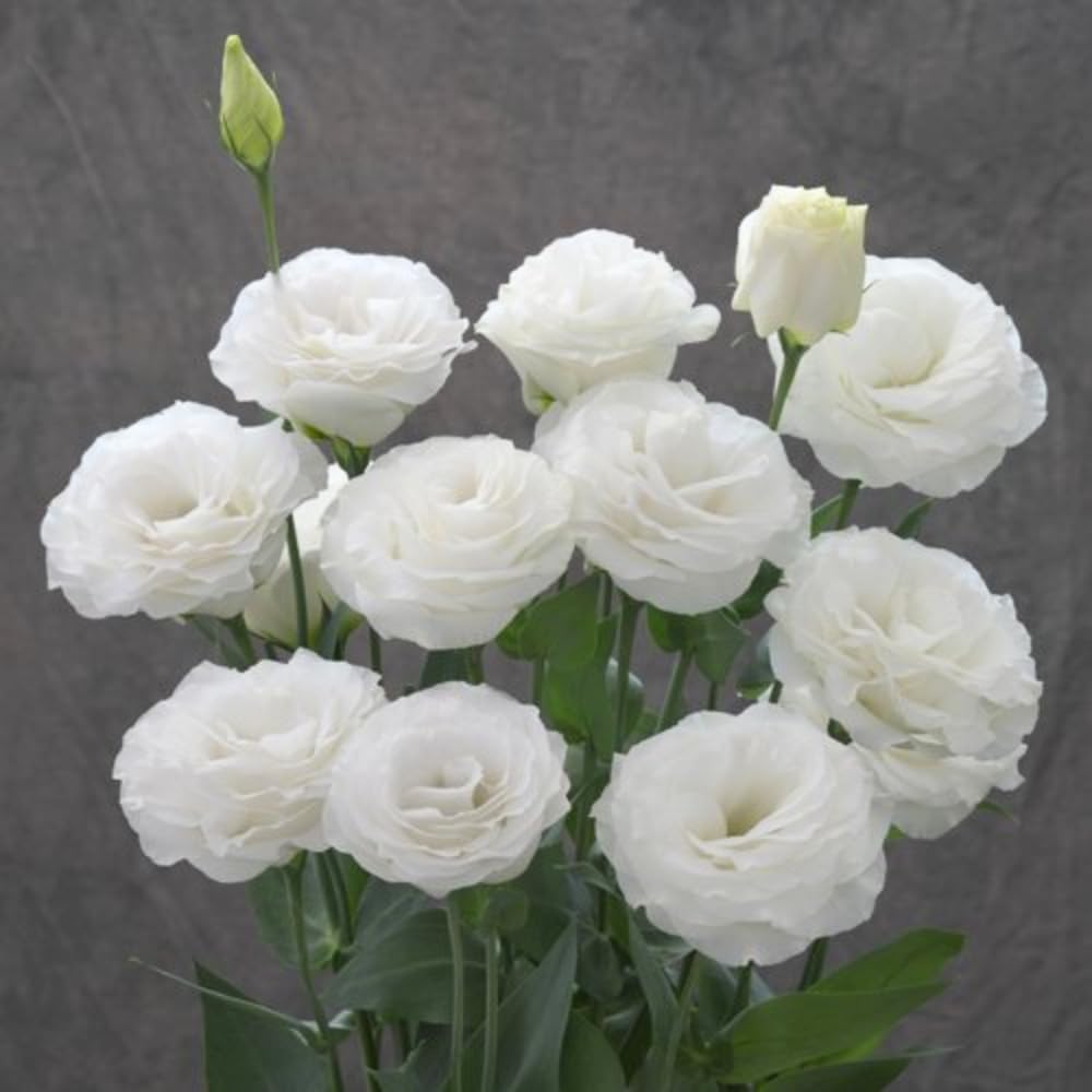 White Eustoma Lisianthus Plants Live Plug Size, Well-Rooted 3-5" in Tall, Texas Bluebell, Thornless Love Rose Plant, Summer Fall Bloom