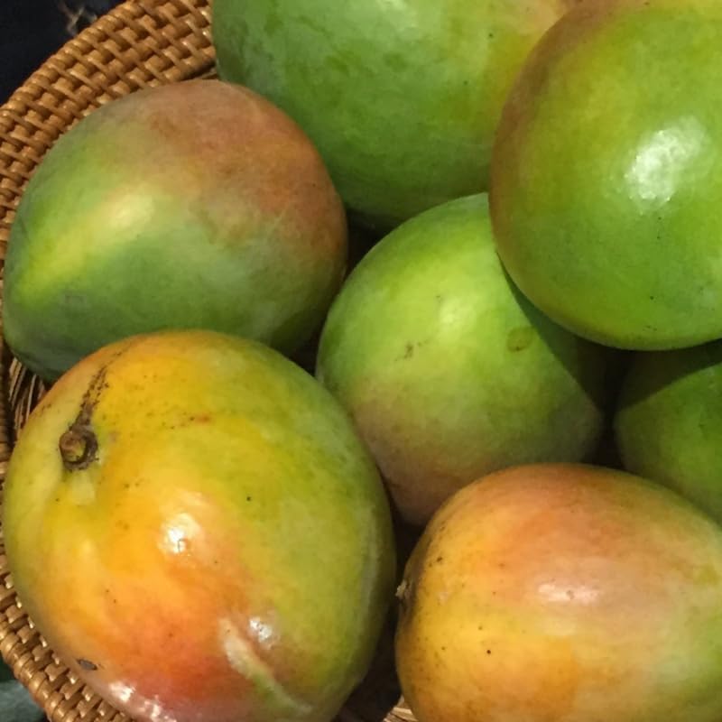 Yellow Mango Tree Live Plant, Fully Rooted in 3 Gallon Pot, Tropical Mango Fruit Tree for Indoor or Outdoor Growing