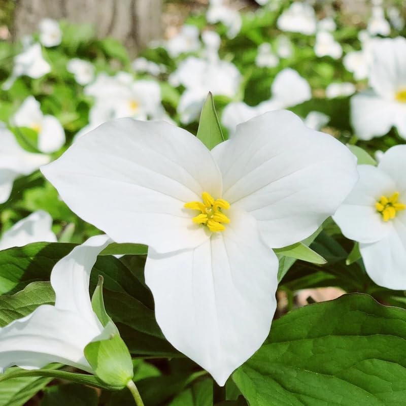 10 White Trillium Bulbs for Planting, 3 to 5 Inches, Spring Flower Bulbs