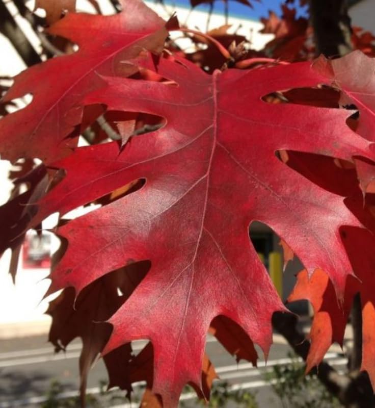 1 Year Old Chestnut Oak Tree Live Plant in 4" Pot, Fast Growing Shades Tree, Well-Rooted Seedling, Dormant in Winter, 6-12 Inches in Tall