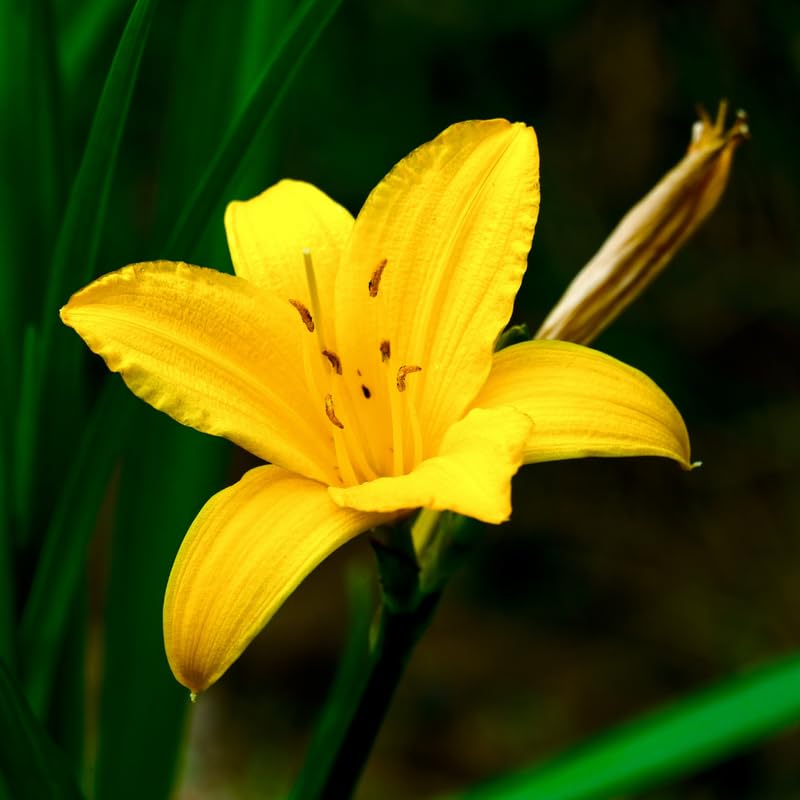 5 Yellow Daylily Bulbs, Yellow Daylilies Bulbs Flower for Planting