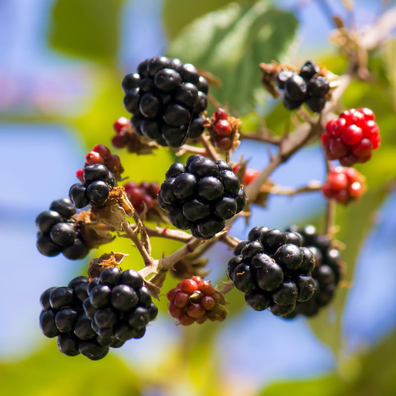 Pack 2 BlackBerry Plants Live, 4-8 Inch Tall, Triple Crown Thornless Blackberries Fully Rooted High Yield Berry Plants for Outdoor Planting
