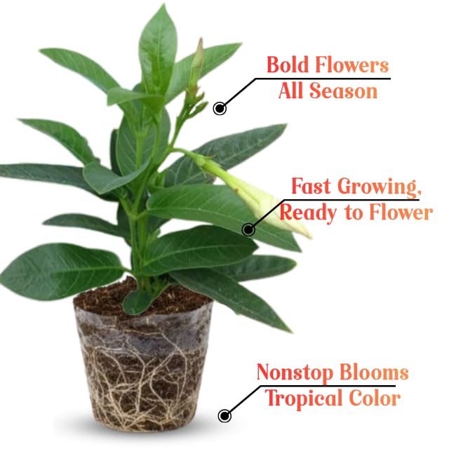 2 Random Bloom Mandevilla Live Plants Vine, Mandevilla Trees Seedlings, Winter Hardy, Spring Flowering Shrubs for Outdoor Planting, Starter Size 4-7" in Tall