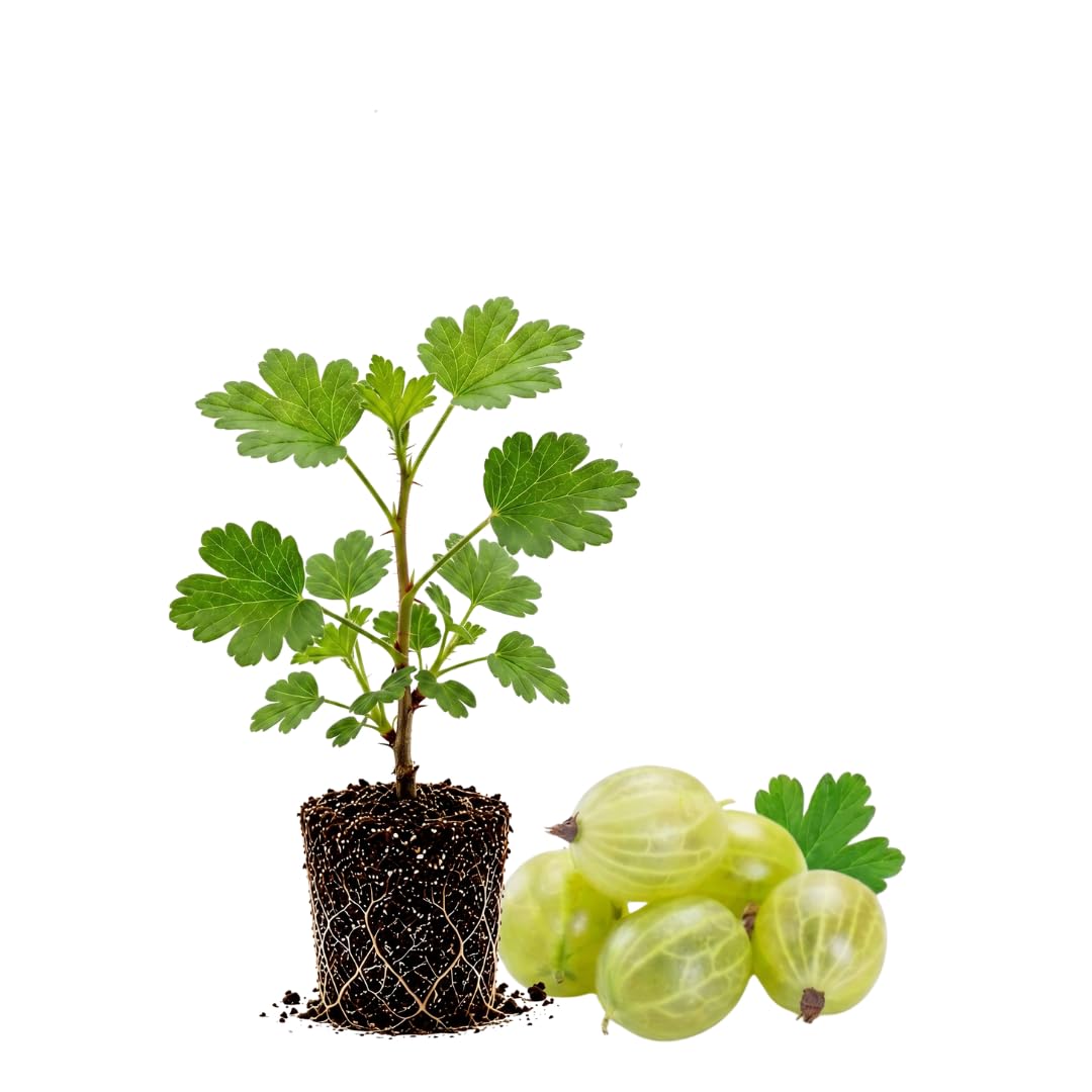 Gooseberry Bush Live Plant, Cold Hardy Berry Bush, 5-7 Inch Tall