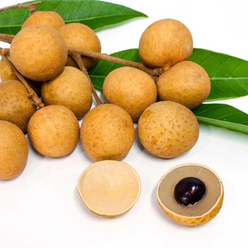 Longan Tree Live Plant, 2 to 3 Feet in Height, Sweet Longan Fruit Plant for Planting Outdoor