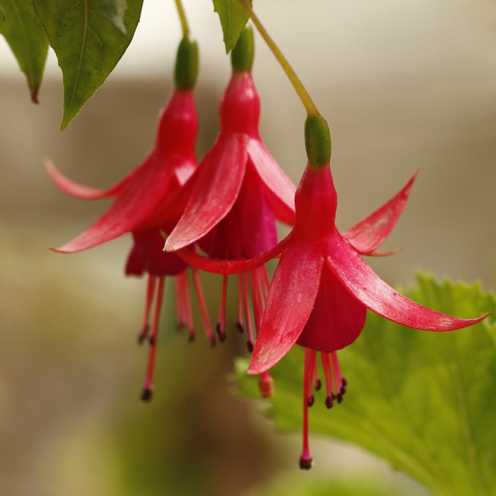 Red Fuchsia Plant Live, Fuchsia Flower Plant, Indoor Outdoor Garden Planting, 2-4 Inches Tall