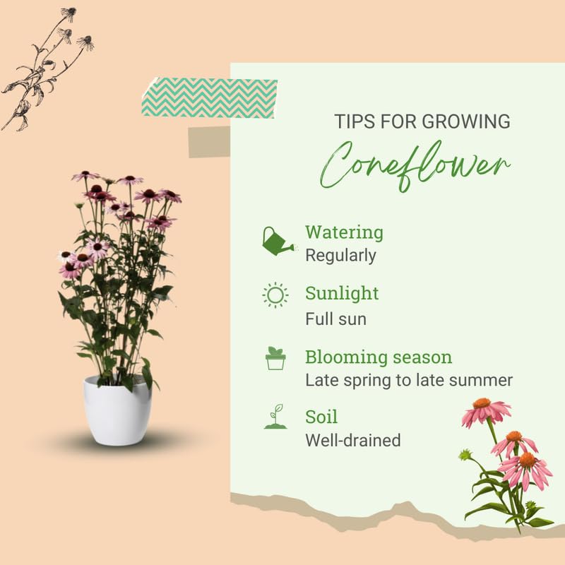 Double Pink Coneflower Live Plant, Echinacea Plants Hardy Flowering Perennial, Starter Plant 3-5 Inch