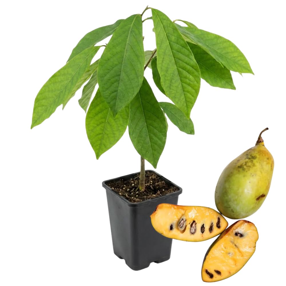 Pawpaw Fruit Tree Live Plant Starter, Common Paw Paw Plant, 6-14" in Tall, Hardy, Sweet Fruit for Planting