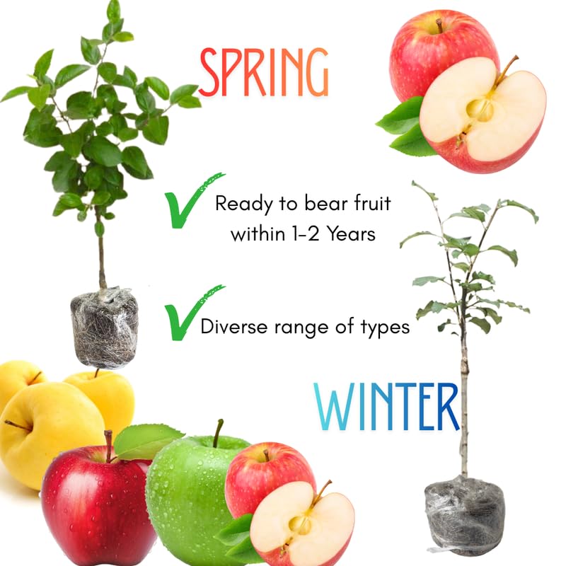 Honey Crisp Apple Tree Live Plant Up to 3 Feet, Bare Root Dormant, Spring Break Fruit Sweet Apple Trees Live Plants for Outdoor Planting, Cold Hardy Fruit