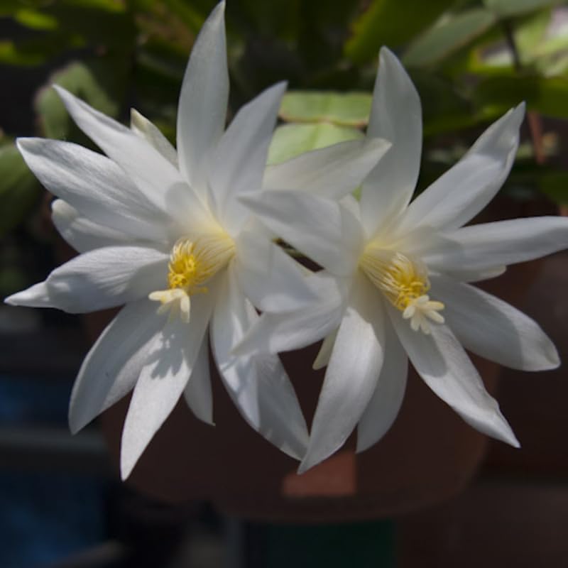 White Easter Cactus Live Plants, Spring Cactus 4-6 Inch, Houseplant Indoor Planting
