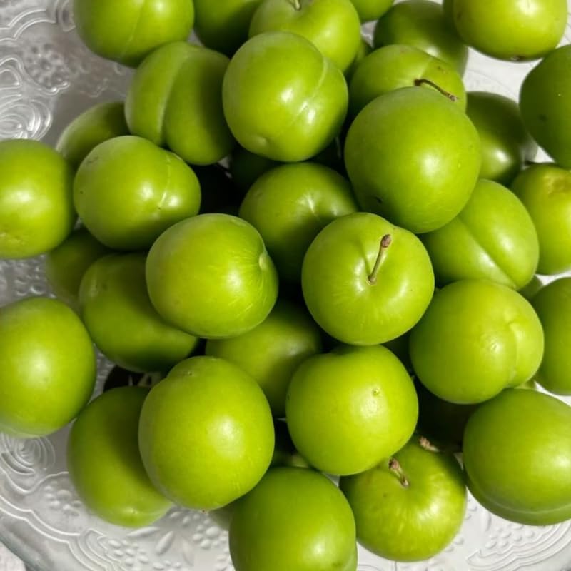 Jujube Tree Live Plant 1 Ft Tall, Outdoor Jujube Plant for Backyard Orchard, Raised Beds or Patio Containers, No Ship to CA (Green Jujube)