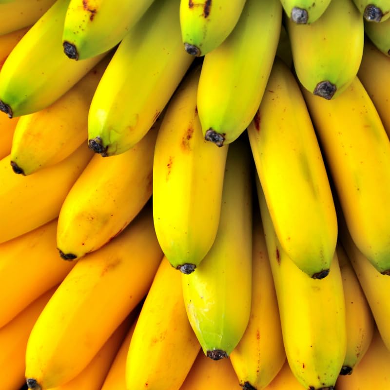Yellow Banana Tree Live Plant, High Yield, Banana Live Plant Tropical Fruit, Easy to Plant Outdoor, 5-7 Inc Tall, Well-Rooted, No Pot, Winter Hardy